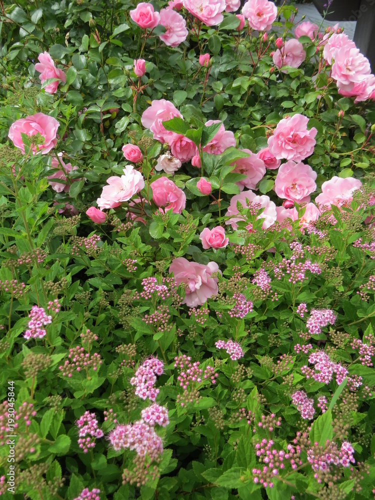 Large pink roses in garden, with ground cover , Denman Island, BC, Canada