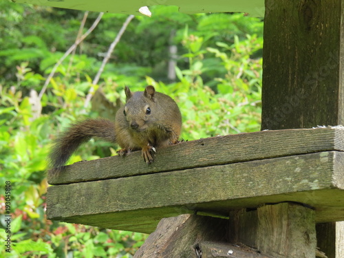 Garden squirrel on post, Denman Island, BC, Canada