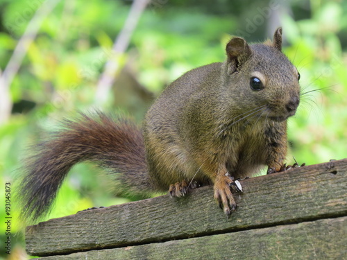 Garden squirrel on post, Denman Island, BC, Canada photo