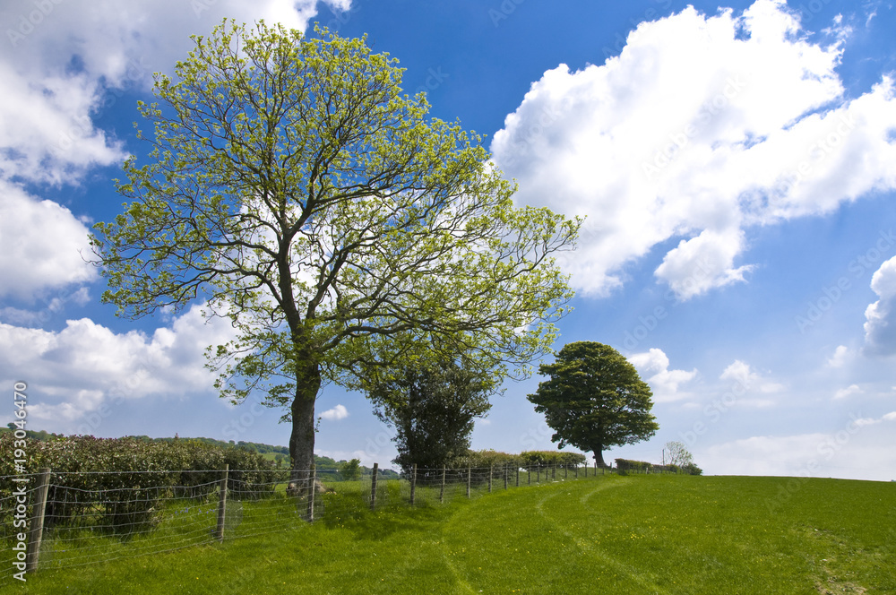 Obraz premium landscape