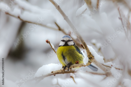 Blue tit on branch in winter birds birdwatching