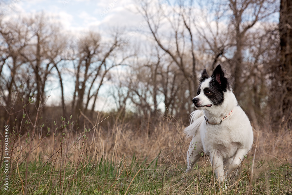Dog standing in brown grasses