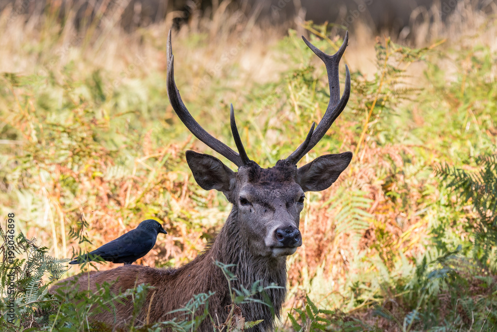 The deer of Richmond park, during the time of heat is a spectacle worth seeing with its great antlers .... The deer of Richmond park, during the time of heat is a spectacle worth seeing with its great antlers ....