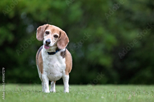 Beagle looking at camera