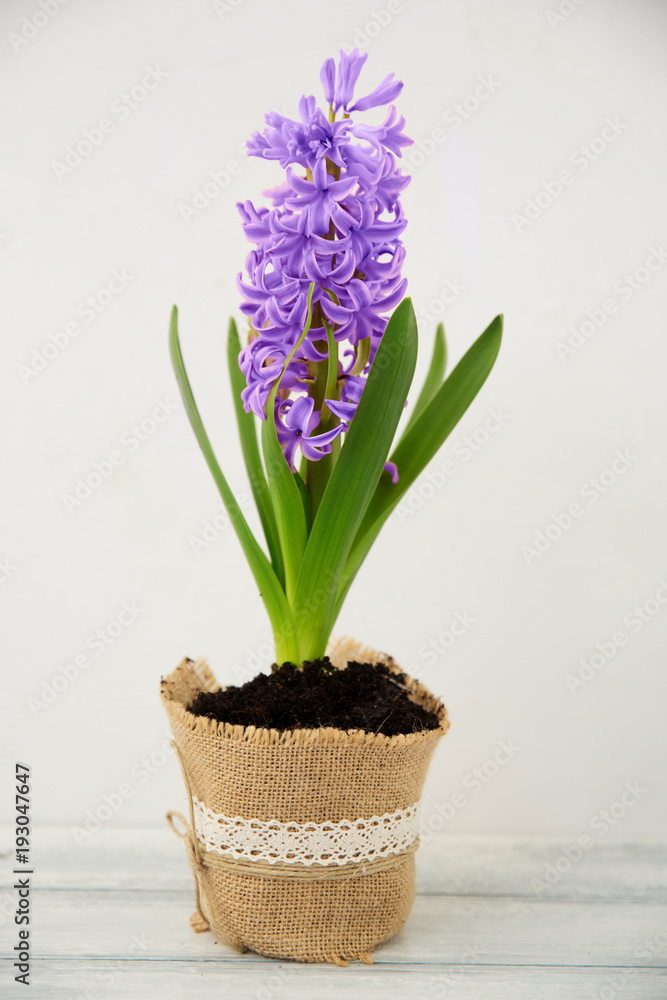Violet hyacinth blooming flowers in pot. Colors of the year 2018 ultra violet.