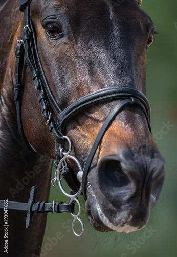 Head of sport horse in pelham bridle with flash noseband.