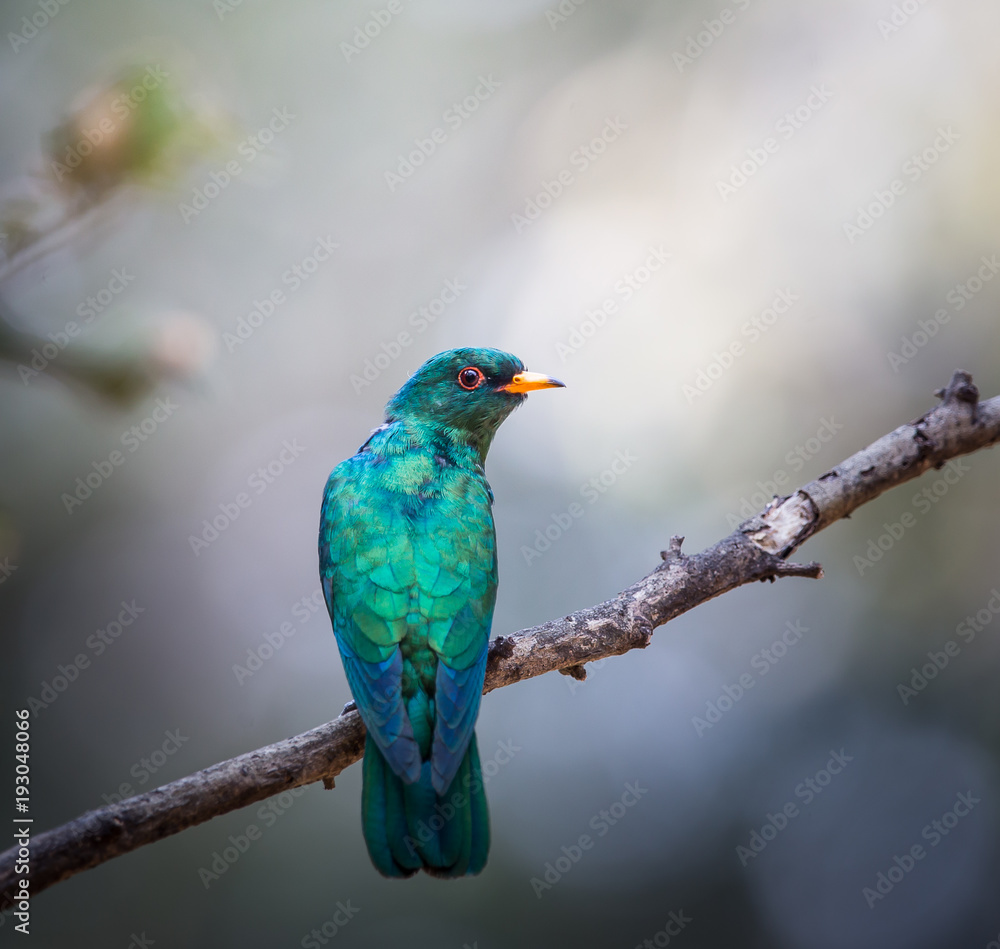 Obraz premium Asian Emerald Cuckoo (Chrysococcyx maculatus) Cactus Emerald is native to the tropical evergreen forests of northern India, southern China, and northern Thailand.