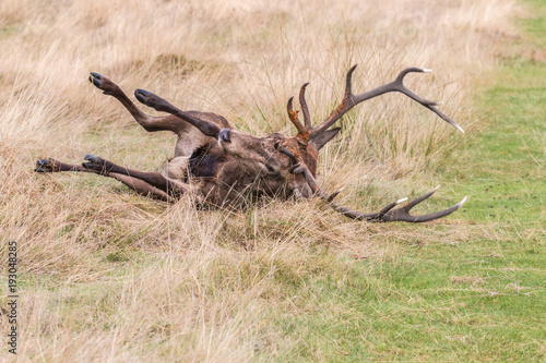 The deer of Richmond park, during the time of heat is a spectacle worth seeing with its great antlers ....