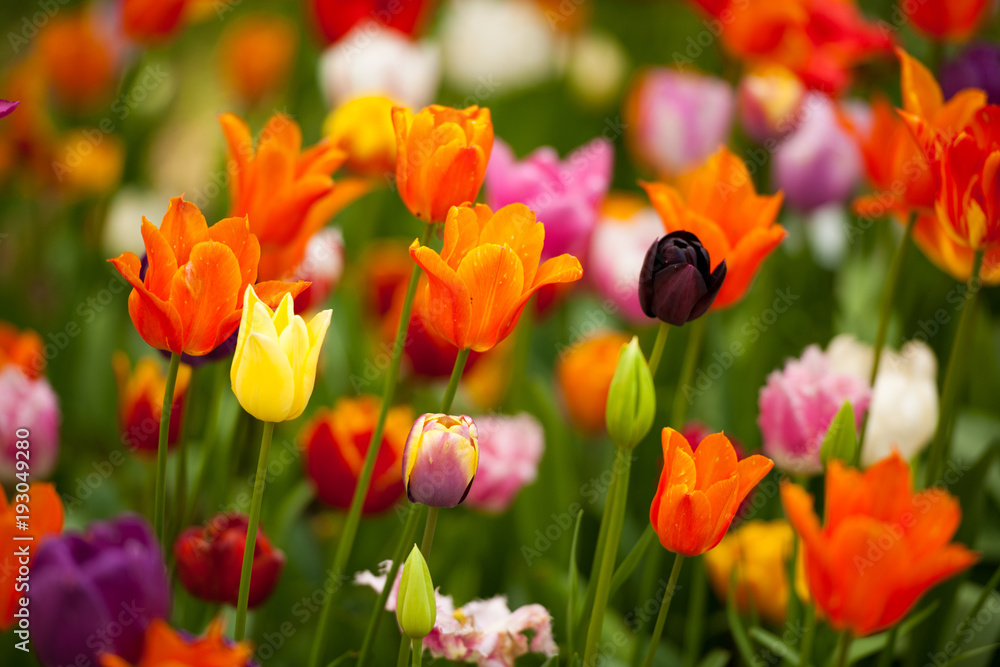 Fototapeta premium Field of colorful tulips: rich yellow fidelio tulips, beautiful red Ninja tulips and various purple pink tulips at Scagit Valley Tulip Festival in Washington.