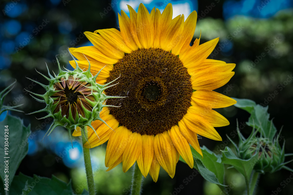 Naklejka premium two sunflowers open and bud