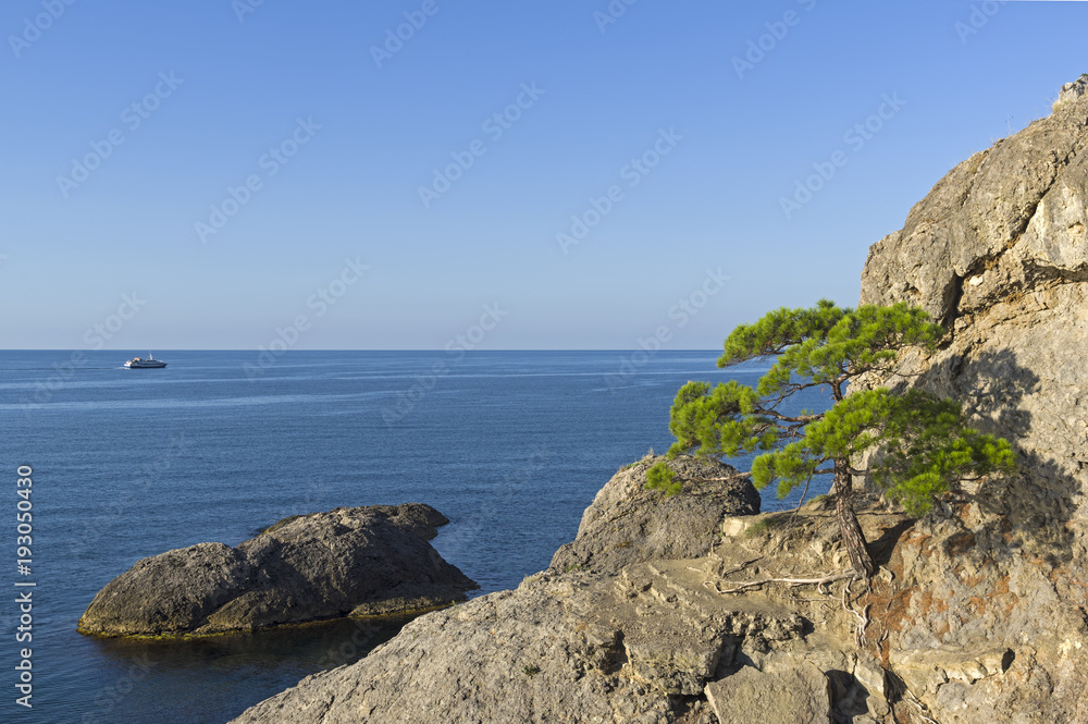 Relict pine on a steep rocky seashore.