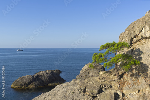 Relict pine on a steep rocky seashore.