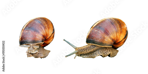 Helix pomatia isolated on white background. Roman or Burgundy snail, edible snail or escargot. Large, edible, air-breathing land snail, terrestrial pulmonate gastropod mollusk in the family Helicidae