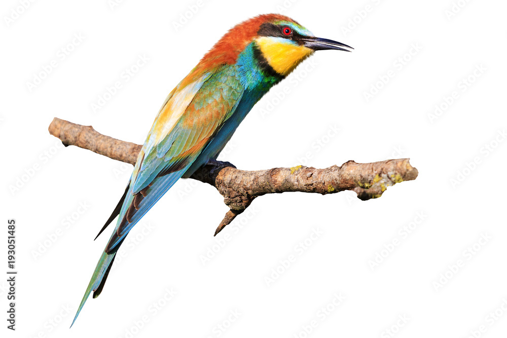 Obraz premium bee-eater isolated on a white background