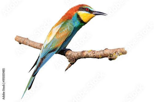 bee-eater isolated on a white background