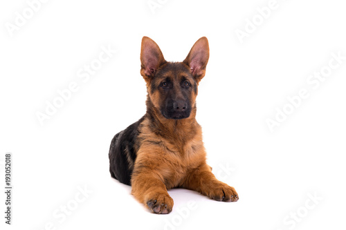 German Shepherd puppy