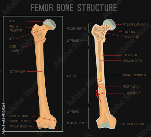 Femur Bone Structure