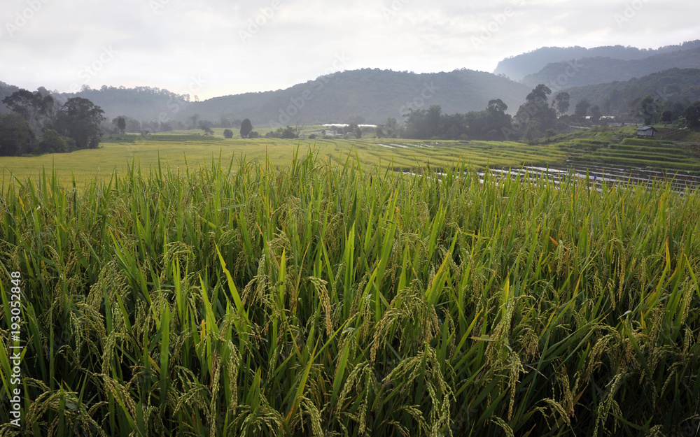 Doi Inthanon