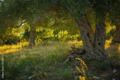 Located in the cool shade of the olive groves on a Sunny summer day. Crown olive trees