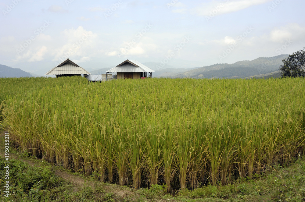 Doi Inthanon