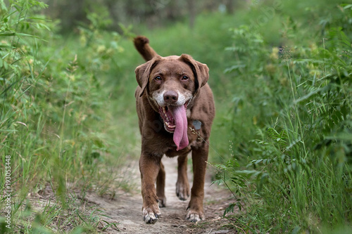 Chocolate Lab on trail