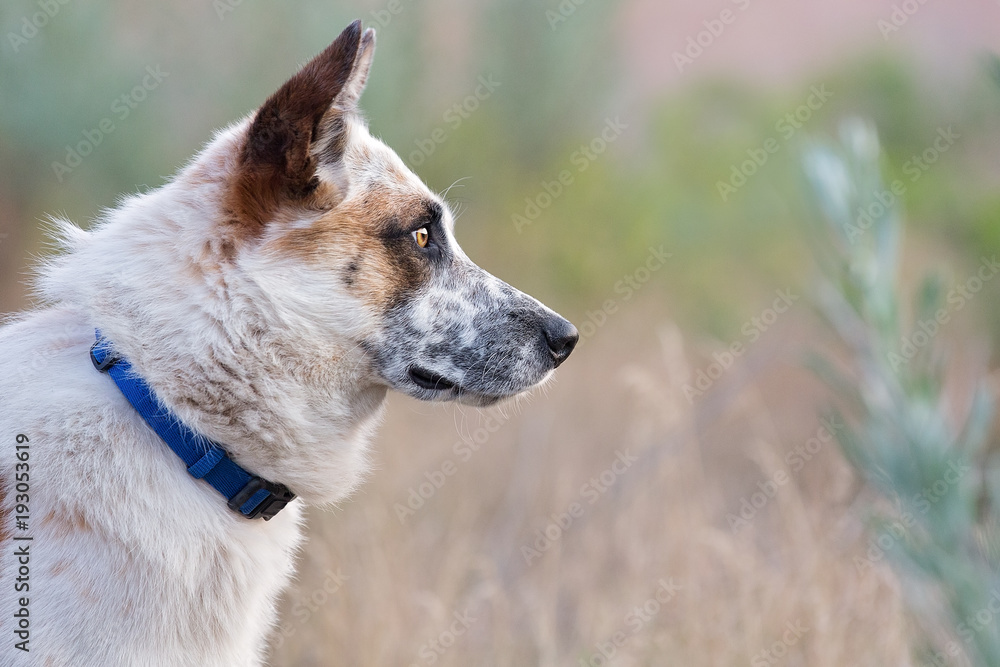 Profile of Heeler Cross