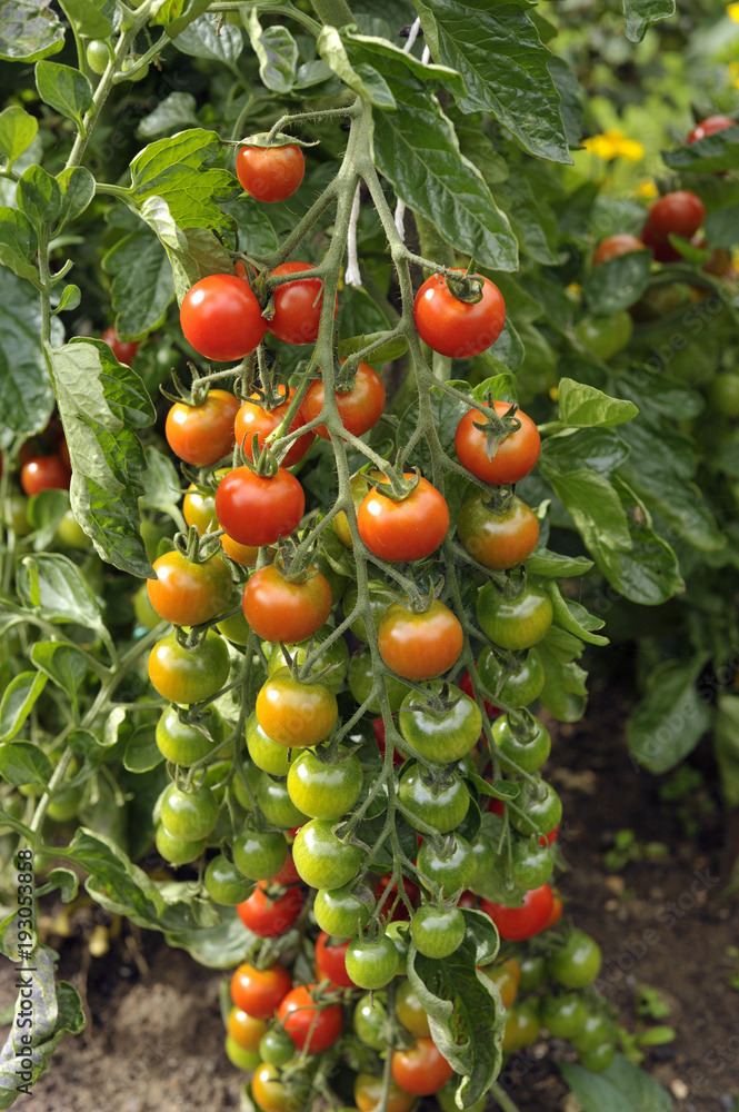 Tomato
