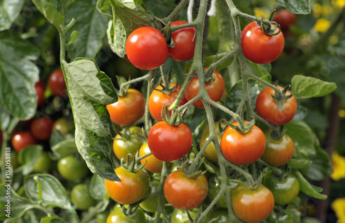Obraz na płótnie Tomato w salonie