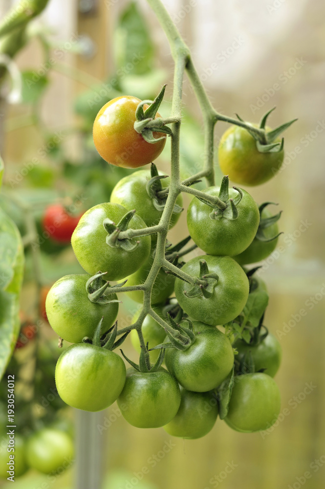 Tomato