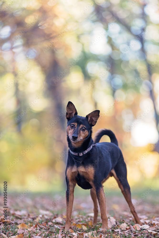 Miniature Pinscher standing with autumn background Miniature Pinscher standing with autumn background