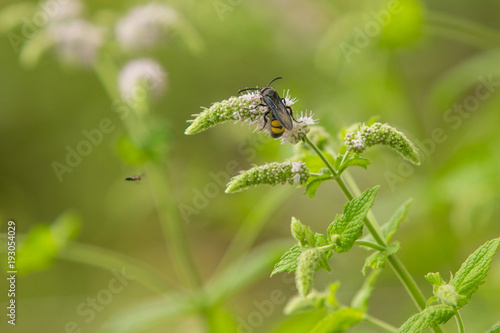 Scolia maculata