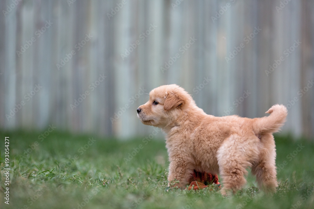 Golden puppy stands on lawn