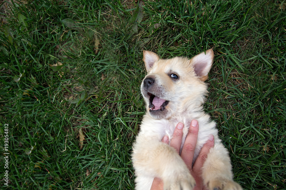 Golden puppy gets fun belly rub