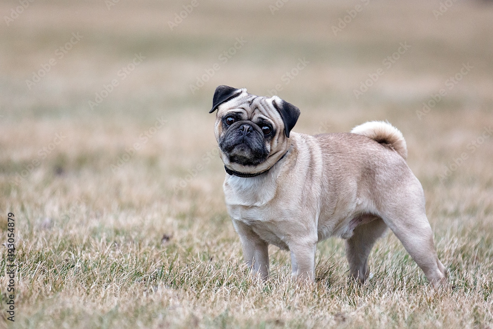 Pug standing on brown grass
