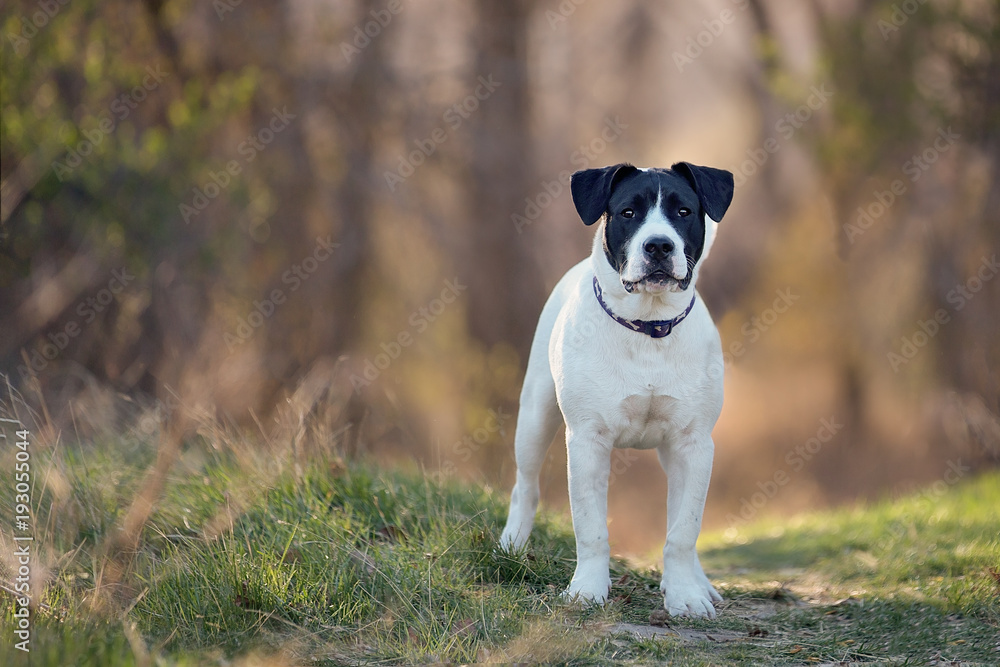 Obraz premium Large mixed breed standing outside in forest