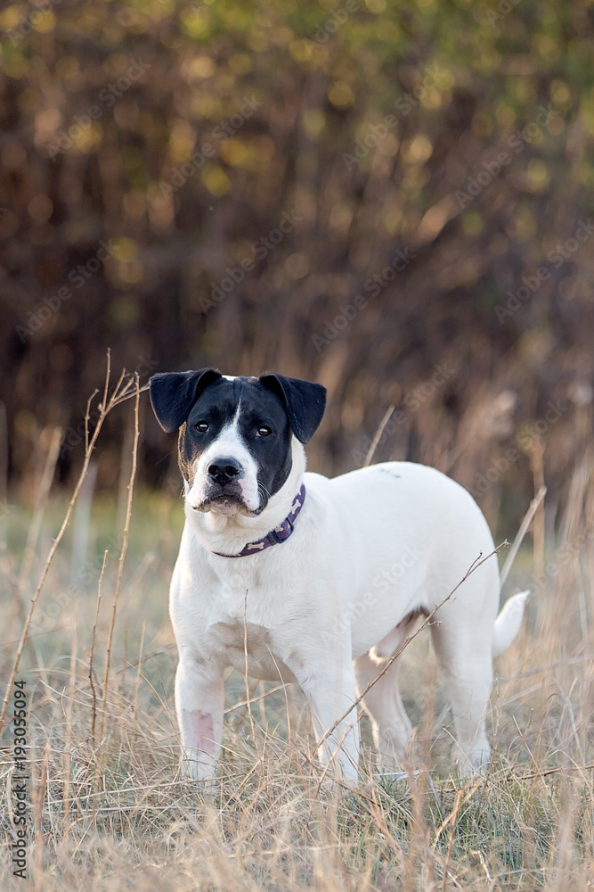 Large mixed breed standing outside in forest