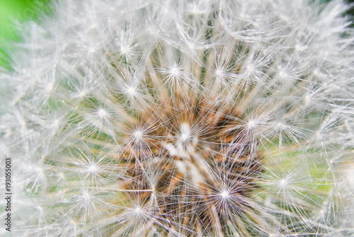 Parachute ball of Faded dandelion  Taraxacum 