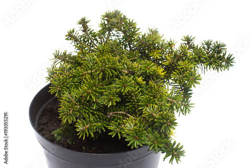 Fir abies koreana brillant isolated on white background. Coniferous trees. Christmas symbol. Flat lay, top view