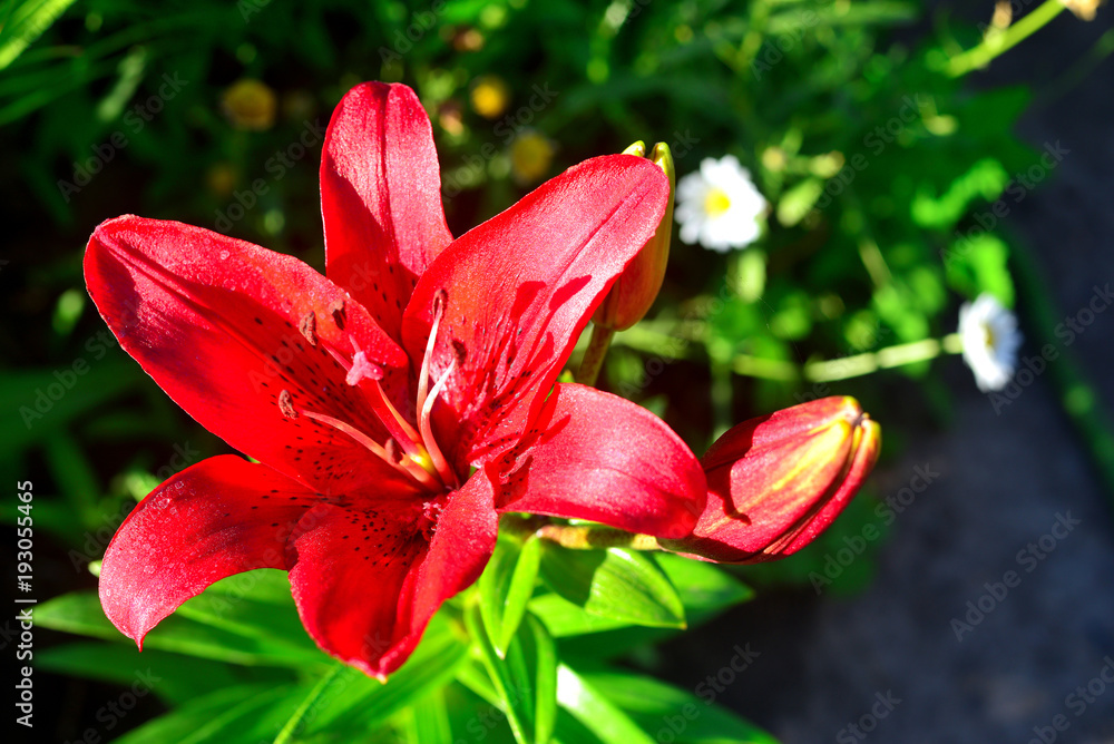 Red lily with bud in the garden. Spring template. Fresh flowers, macro, free space for text. Flat lay, top view