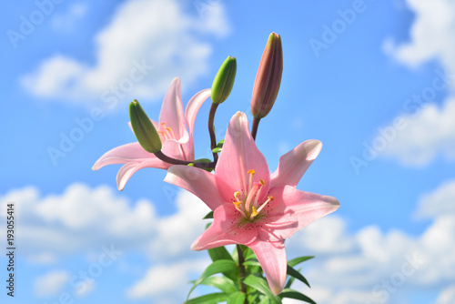 Beautiful flowers lilies pink against the blue sky and clouds