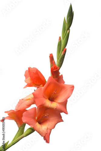 Fototapeta Naklejka Na Ścianę i Meble -  Gladiolus orange flower isolated on white background. Flat lay, top view