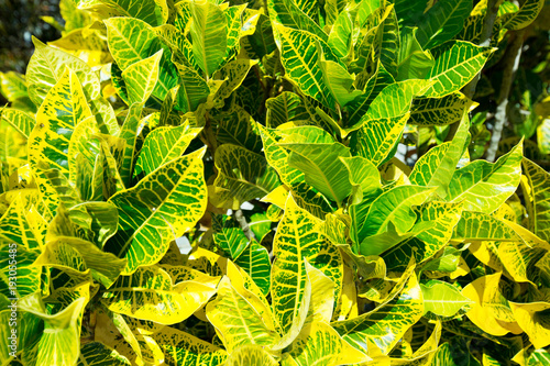 yellow and green leaves. background