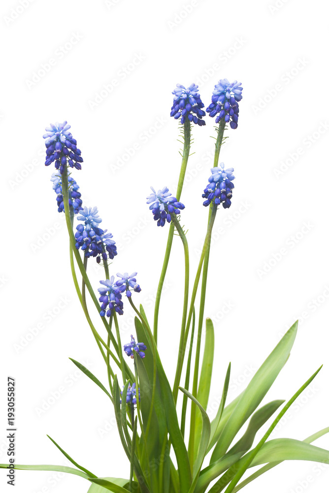 Fototapeta premium Muscari flowers blue grape hyacinth isolated on white background. Spring concept. Flat lay, top view
