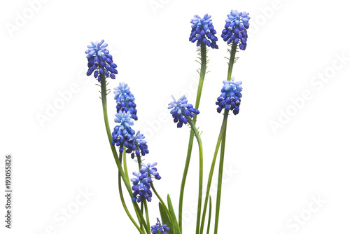 Fototapeta Naklejka Na Ścianę i Meble -  Muscari flowers blue grape hyacinth isolated on white background. Spring concept. Flat lay, top view