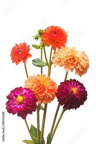 Fototapeta Naklejka Na Ścianę i Meble -  Flower of beautiful orange and pink bouquet dahlia macro nature isolated on white background. Botanical, concept, flora, idea. Pompom form