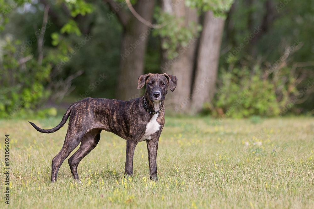 Young mastiff stands on lawn in front of trees