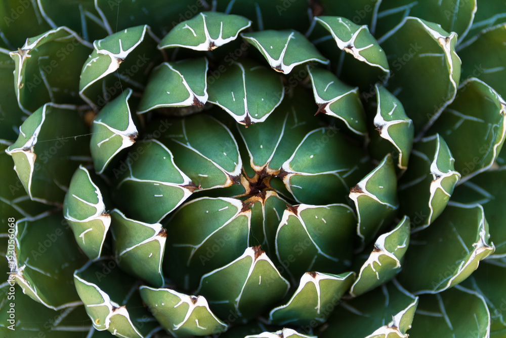 Fototapeta Piękne zbliżenie kwitnienia Green Victoria Agave Cactus.