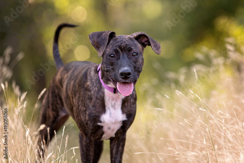 Bilde på lerret Young Mastiff Dog