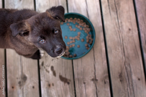 Puppy looking up from food dish
