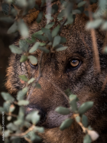 Iberian Wolf (Canis lupus signatus) hidden in the bush